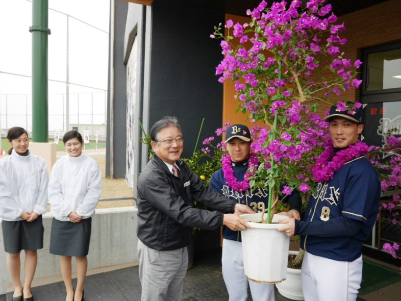 オリックスバファローズへのブーゲンビリアの贈呈