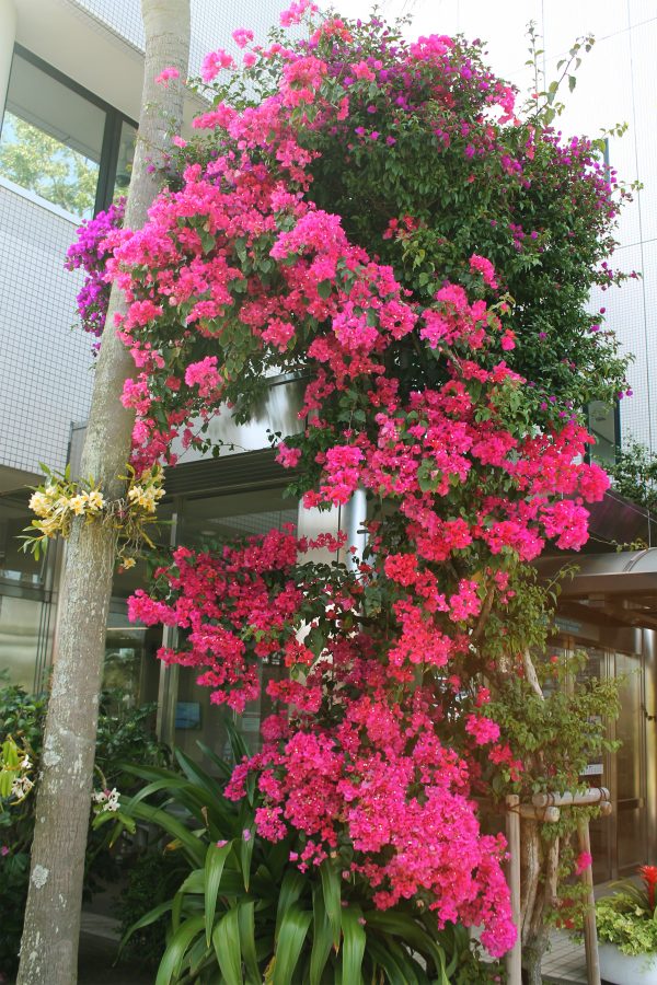 きょうのお花 Today S Flower 宮崎ブーゲンビリア空港