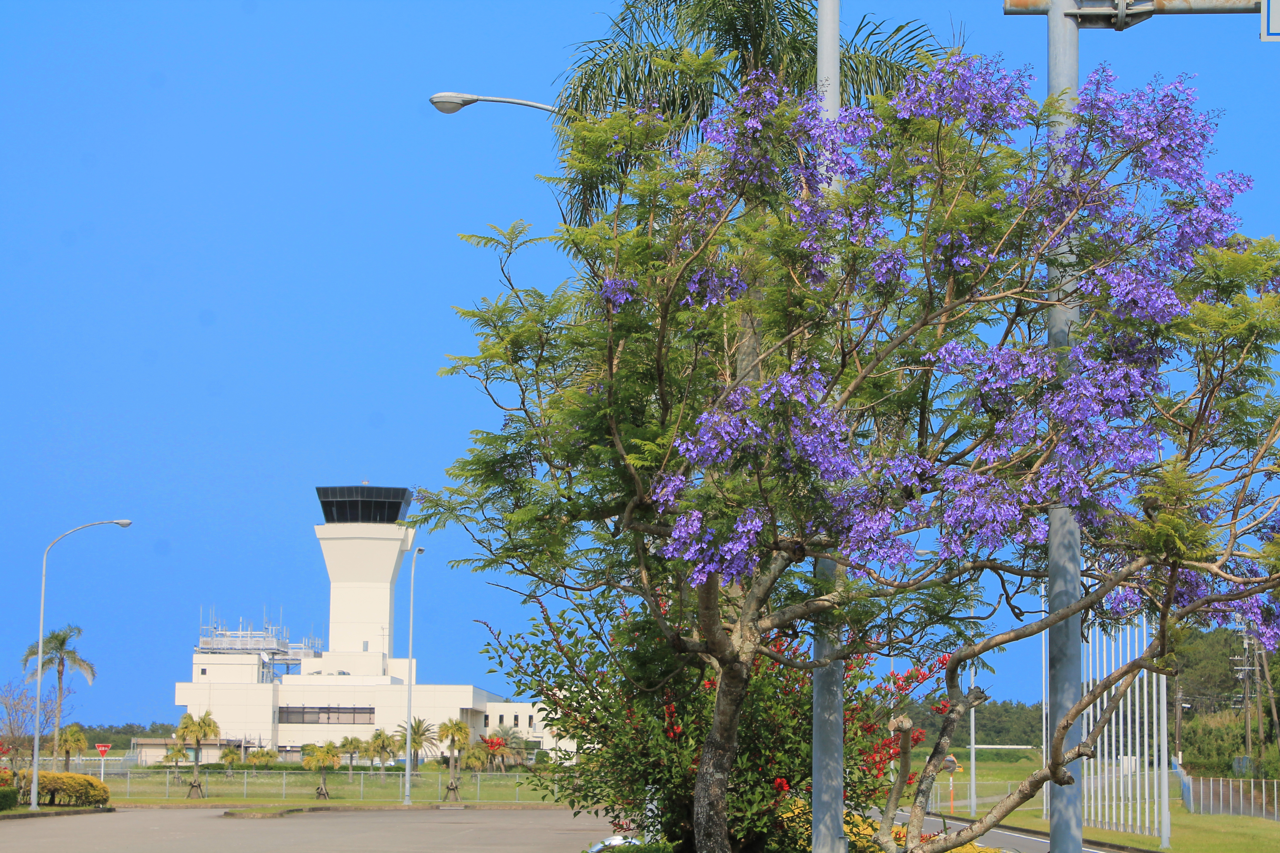 きょうのお花 Today S Flower 宮崎ブーゲンビリア空港