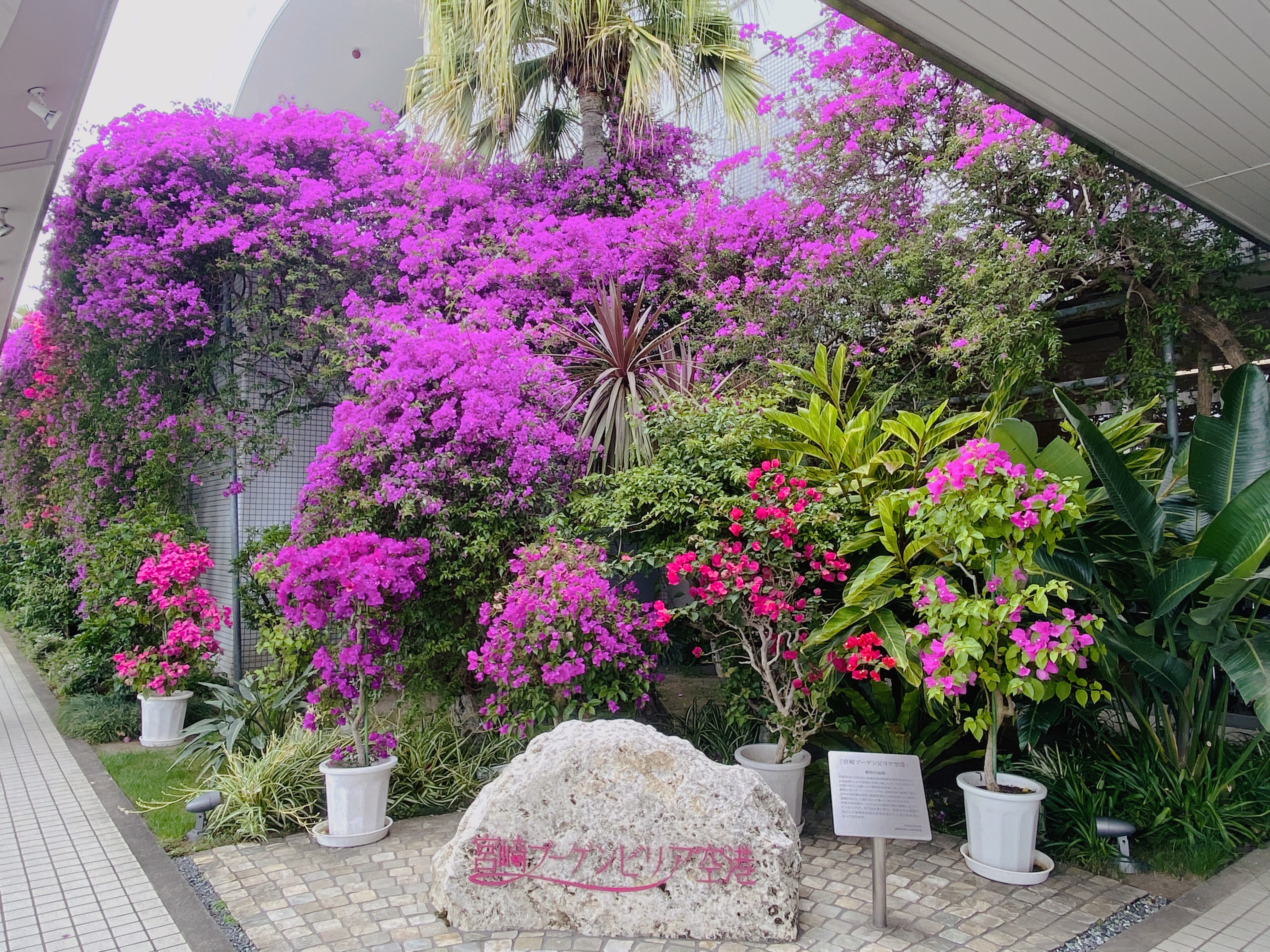 きょうのお花 Today S Flower 宮崎ブーゲンビリア空港