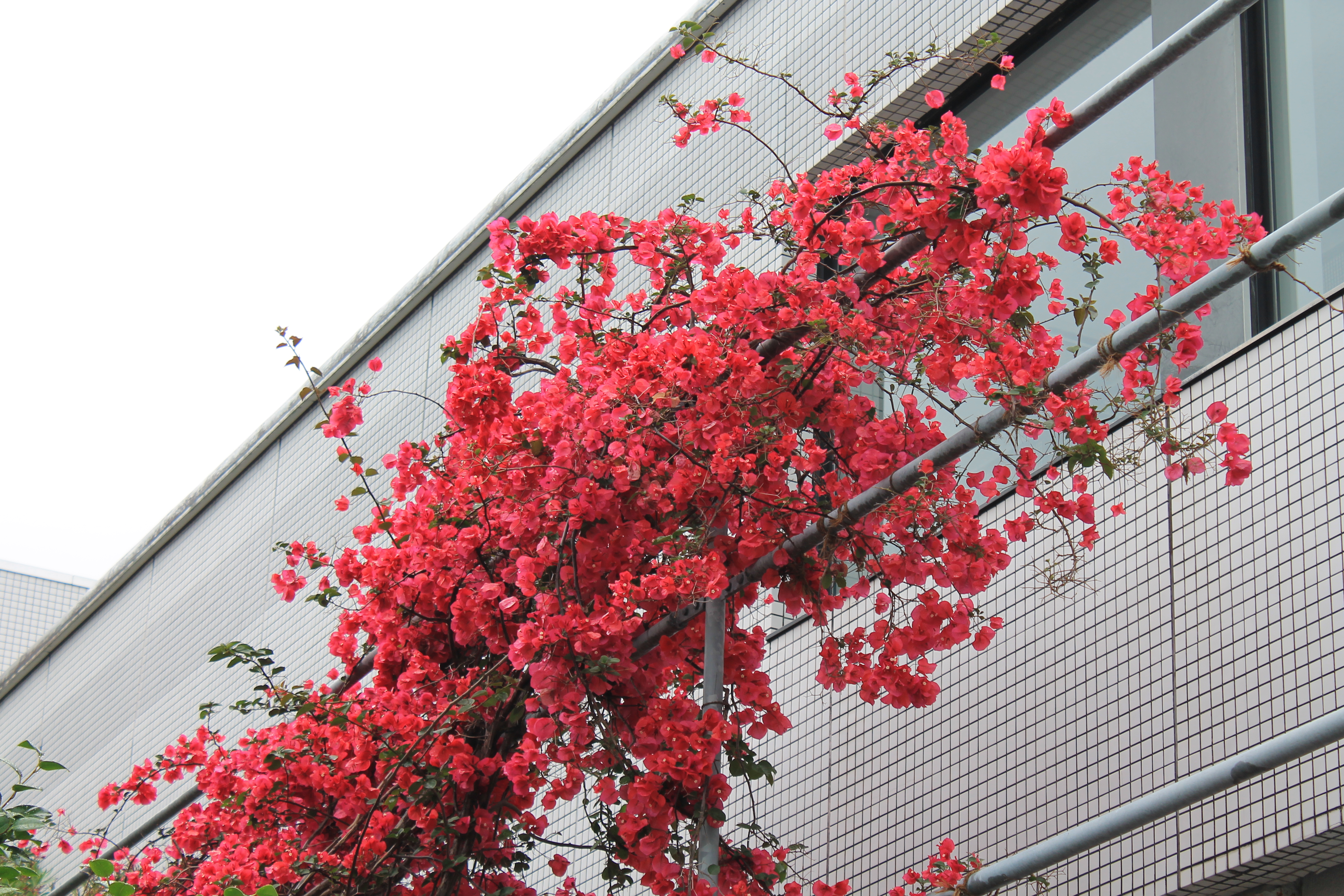 きょうのお花 Today S Flower 宮崎ブーゲンビリア空港