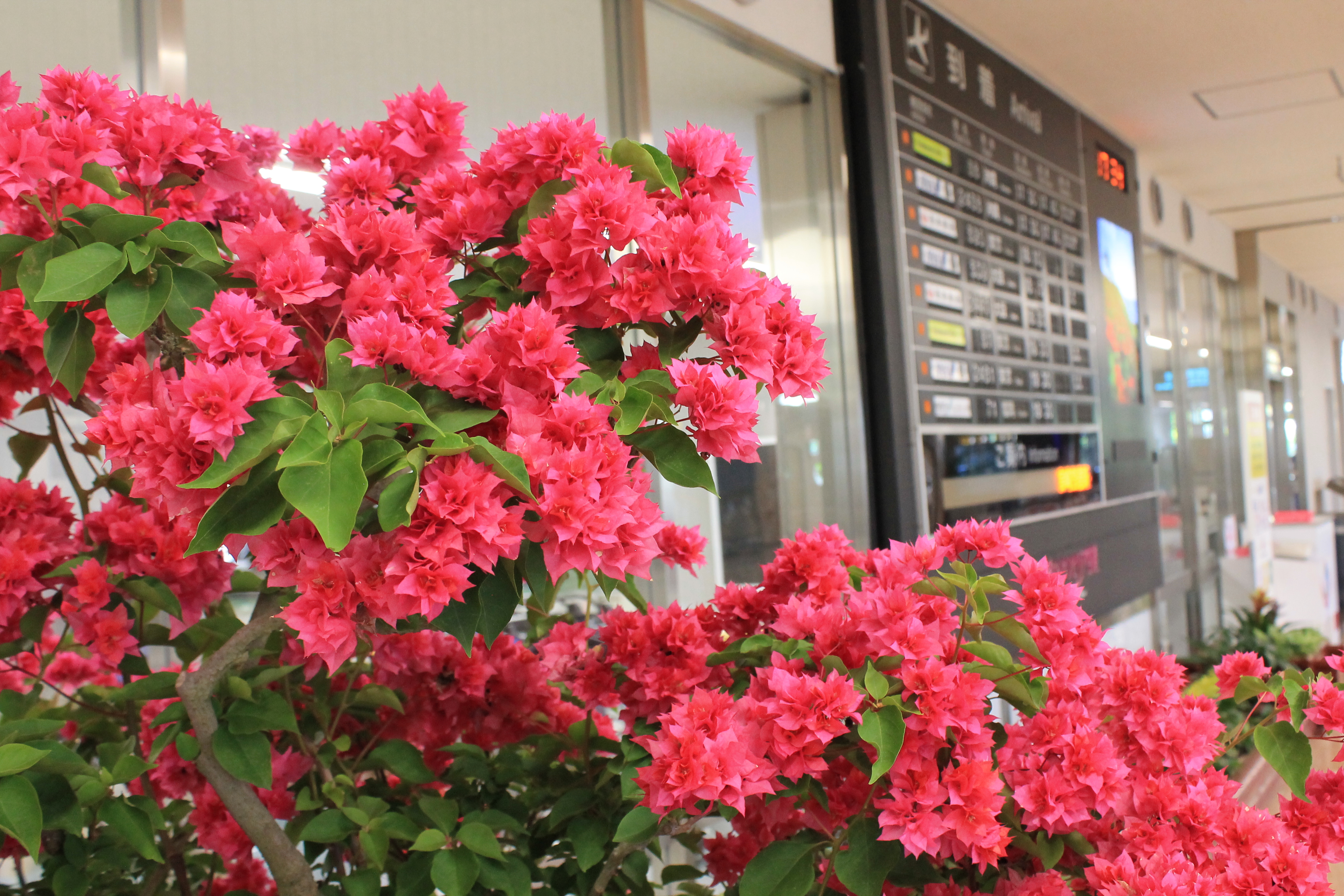きょうのお花 Today S Flower 宮崎ブーゲンビリア空港