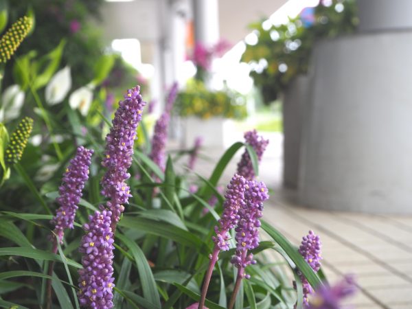 きょうのお花 Today S Flower 宮崎ブーゲンビリア空港